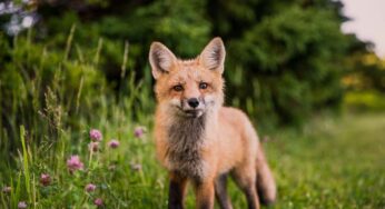 Surprising fox attributes
