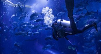 Experience the Underwater World with Dubai Aquarium’s New Private Guided Tours