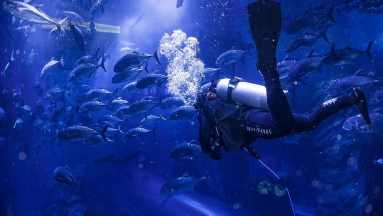 Experience the Underwater World with Dubai Aquarium’s New Private Guided Tours