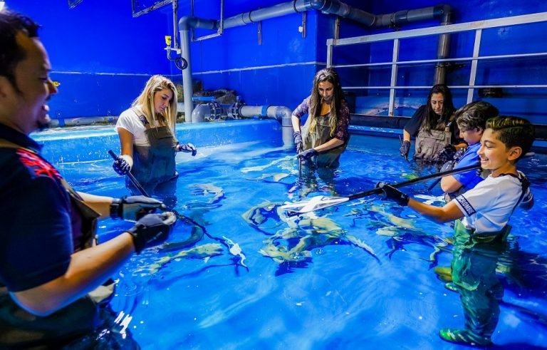 Get closer with Dubai Aquarium & Underwater Zoo’s Shark Family  with Shark Trainer Experience