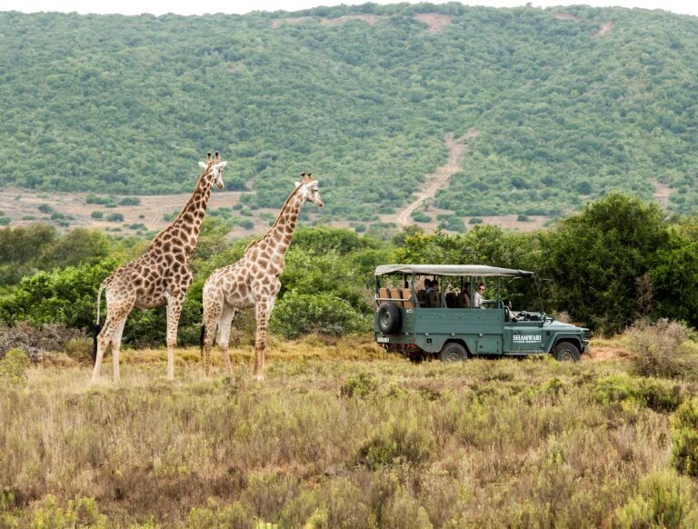 South African Tourism Showcases Vibrant Offerings, Anticipates Growth in GCC Visitors