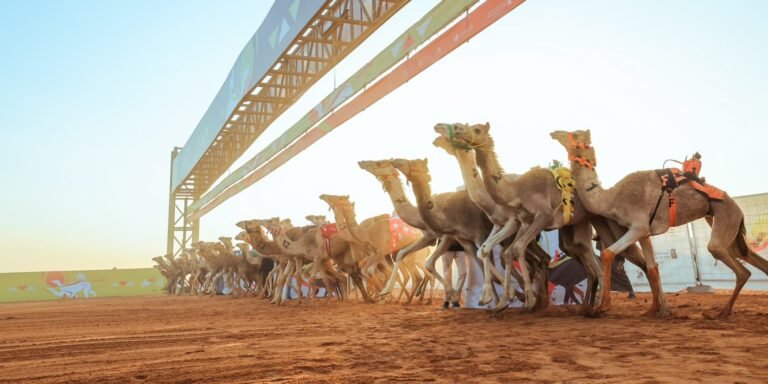Bedouin Speed Thrills: Riyadh’s Camel Crown Awaits