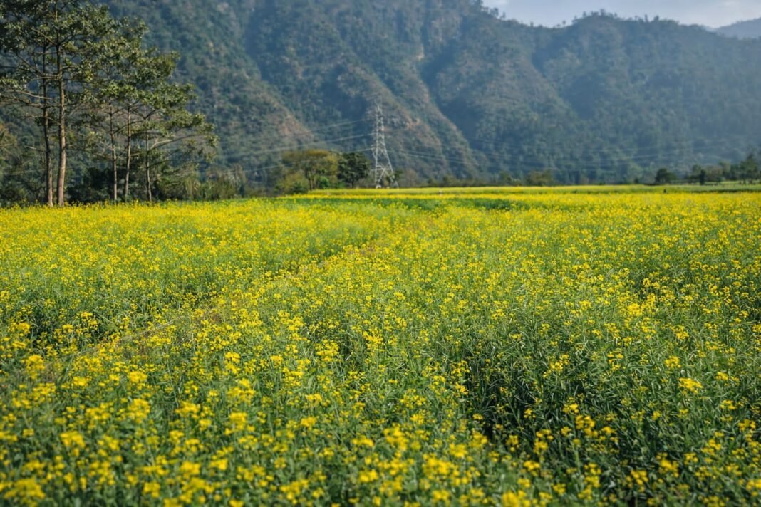 Kathmandu, here the breeze of Ramadan has the scent of mustard Kathmandu, here the breeze of Ramadan has the scent of mustard