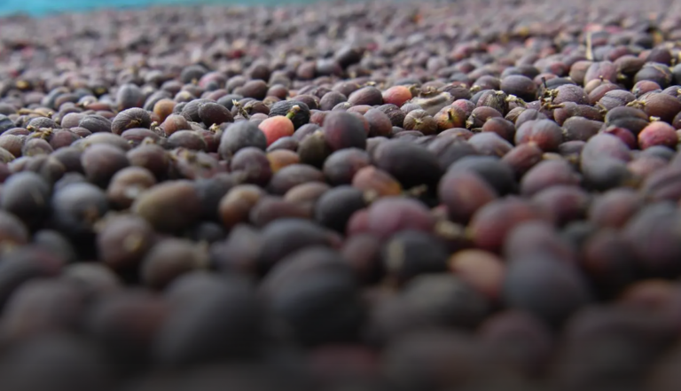 From ancient terraces to tourist trail: Jazan’s mountain coffee farms find new life