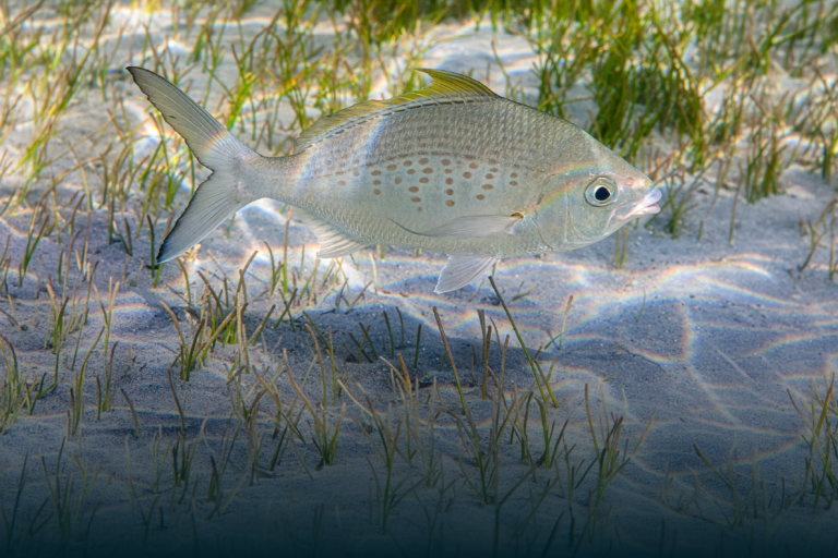Abu Dhabi opens Badah fishing again — but only for now
