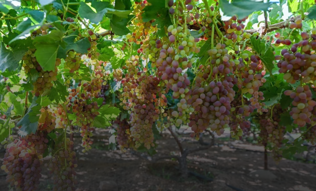 Hail emerges as Saudi Arabia’s grape-growing hub Hail emerges as Saudi Arabia’s grape-growing hub