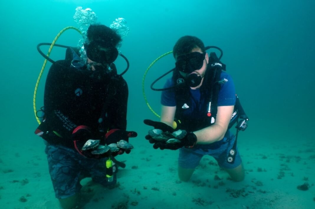Abu Dhabi maps largest-ever oyster bed network across emirate’s waters Abu Dhabi maps largest-ever oyster bed network across emirate’s waters