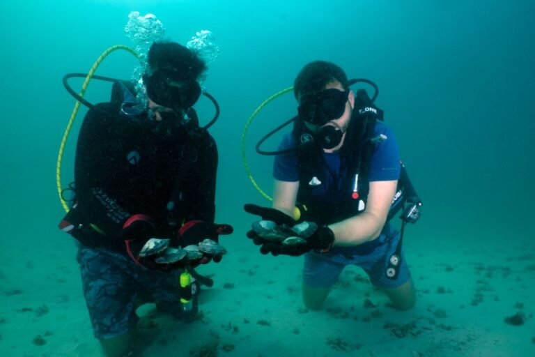 Abu Dhabi maps largest-ever oyster bed network across emirate’s waters Abu Dhabi maps largest-ever oyster bed network across emirate’s waters